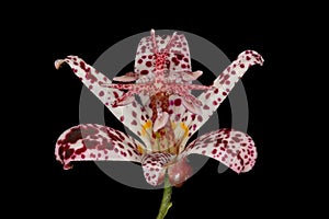 Hairy Toad Lily (Tricyrtis hirta). Flower Closeup