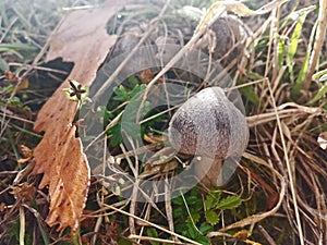 Hairy Toadstool