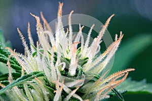 Hairy trichomes of flowering cannabis indica sativa bud