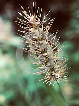 Hairy Uraria flower looks like a dog`s tail