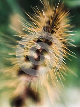 Hairy Uraria flower looks like a dog`s tail