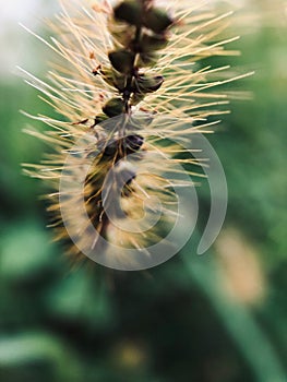 Hairy Uraria flower looks like a dog`s tail