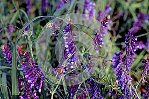 Hairy Vetch   58453