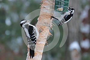 Hairy vs Downy Woodpecker on a bird feeder in Winter