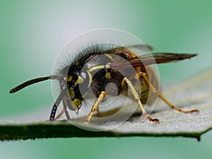 Hairy wasp