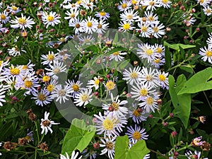 Hairy White Oldfield Aster Symphyotrichum pilosum flowers growing in the garden