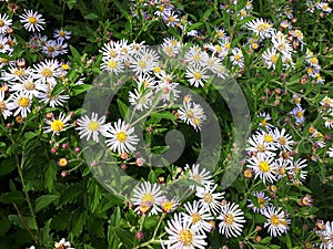 Hairy White Oldfield Aster Symphyotrichum pilosum flowers growing in the garden