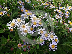 Hairy White Oldfield Aster Symphyotrichum pilosum flowers growing in the garden