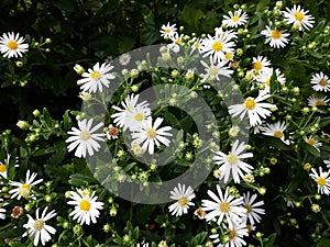 Hairy White Oldfield Aster Symphyotrichum pilosum flowers growing in the garden