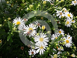 Hairy White Oldfield Aster Symphyotrichum pilosum flowers growing in the garden