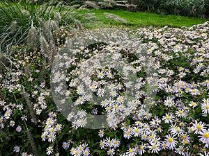 Hairy White Oldfield Aster Symphyotrichum pilosum flowers growing in the garden