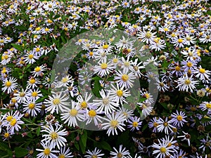 Hairy White Oldfield Aster Symphyotrichum pilosum flowers growing in the garden