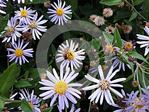 Hairy White Oldfield Aster Symphyotrichum pilosum flowers growing in the garden