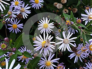 Hairy White Oldfield Aster Symphyotrichum pilosum flowers growing in the garden