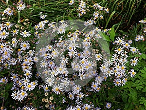 Hairy White Oldfield Aster Symphyotrichum pilosum flowers growing in the garden