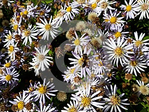 Hairy White Oldfield Aster Symphyotrichum pilosum flowers growing in the garden