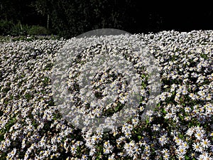 Hairy White Oldfield Aster Symphyotrichum pilosum flowers growing in the garden