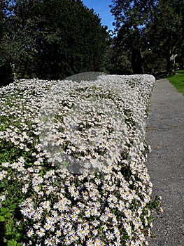 Hairy White Oldfield Aster Symphyotrichum pilosum flowers growing in the park.