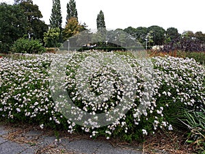 Hairy White Oldfield Aster Symphyotrichum pilosum flowers growing in the park.