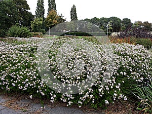 Hairy White Oldfield Aster Symphyotrichum pilosum flowers growing in the park.