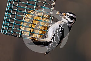 Hairy Woodpecker