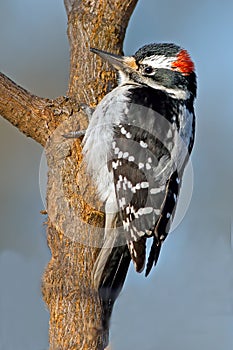 Hairy Woodpecker