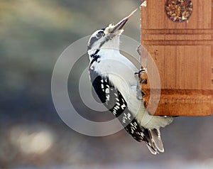 Hairy Woodpecker