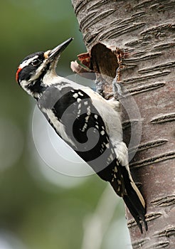 Hairy Woodpecker