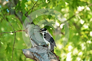 Hairy Woodpecker