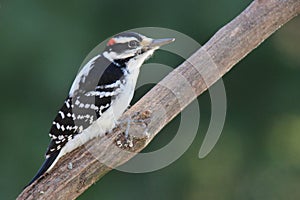 Hairy Woodpecker