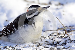 Hairy Woodpecker  829813