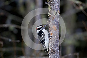 Hairy Woodpecker  847187