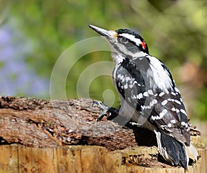 Hairy woodpecker bird on a log