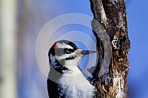Hairy Woodpecker   829815 photo