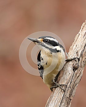 Hairy Woodpecker Closeup