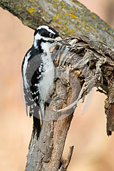 Hairy Woodpecker - Dryobates villosus