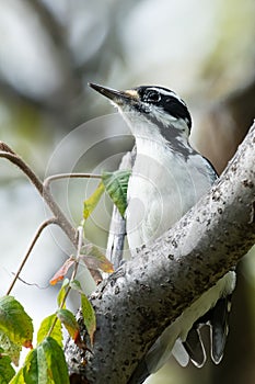 Hairy Woodpecker - Dryobates villosus