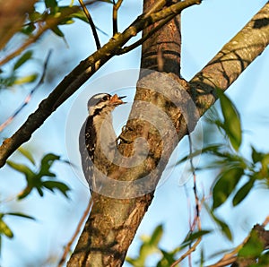 Hairy Woodpecker feeding on tree branch