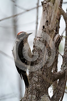 Hairy Woodpecker feeding on tree trunk