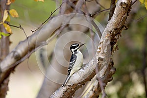Hairy Woodpecker Female  800350
