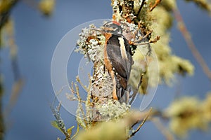 Hairy Woodpecker, Leuconotopicus villosus, black red bird with red face from Costa Rica. Woodpecker with yellow crest and red face