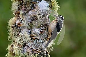 Hairy Woodpecker - Leuconotopicus villosus, living in the Bahamas, Canada, Costa Rica, Guatemala, Honduras, Mexico, Nicaragua,