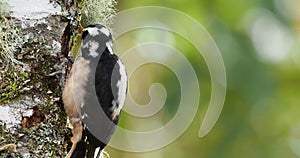 Hairy Woodpecker - Leuconotopicus villosus, living in the Bahamas, Canada, Costa Rica, Guatemala, Honduras, Mexico, Nicaragua, P