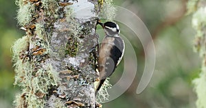 Hairy Woodpecker - Leuconotopicus villosus, living in the Bahamas, Canada, Costa Rica, Guatemala, Honduras, Mexico, Nicaragua, P