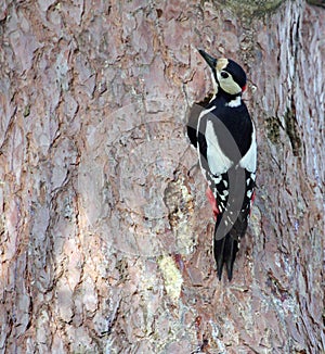 Hairy woodpecker male bird
