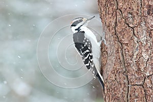 Hairy Woodpecker male perching on a tree trunk in winter