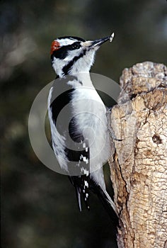 Hairy Woodpecker male (Picoides villosus)