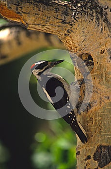 Hairy Woodpecker at nest Cavity