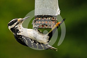 Hairy Woodpecker at Peanut Feeder