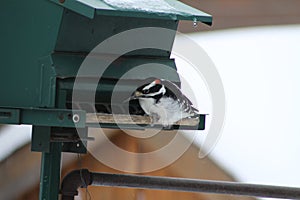 Hairy Woodpecker-Picoides villosus
